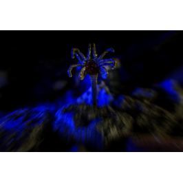 Alien - Facehugger - twarzołap - plakat