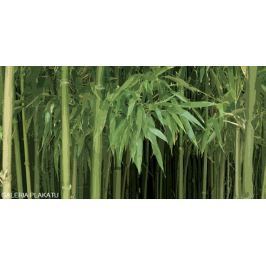 Las Bambusowy - plakat premium