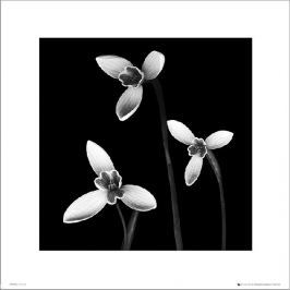 3 Flowers Black & White - plakat premium